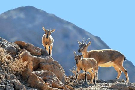 پایش حیات وحش کرمانشاه برای شناسایی تب برفکی