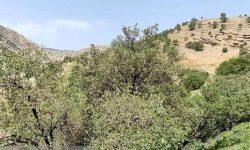 جنگل‌های کرمانشاه علائم خشکیدگی ندارند