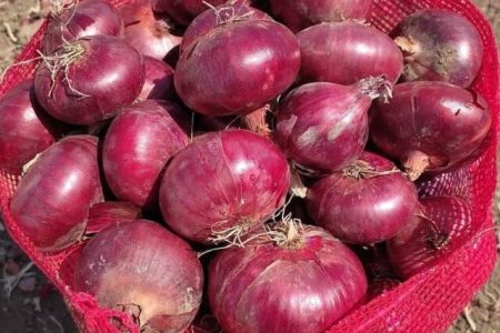 تولید یازده هزار تن پیاز در هرسین