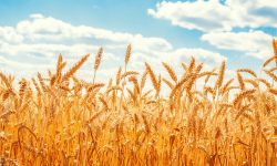بازدید مسئولان از سیلوهای خصوصی سنقر و ارزیابی کیفیت گندم