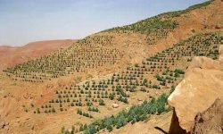 توسعه ۵۰۰ هکتاری باغات دیم در اراضی شیبدار استان کرمانشاه