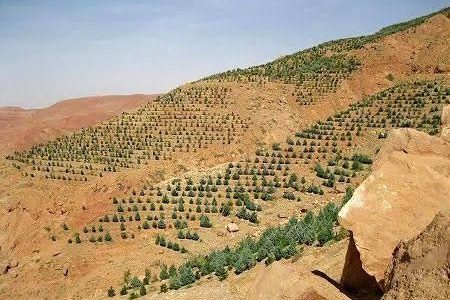 توسعه ۵۰۰ هکتاری باغات دیم در اراضی شیبدار استان کرمانشاه