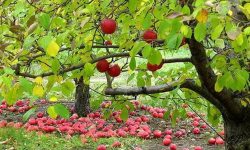 ثبت جشنواره سیب سرتخت در فهرست رویدادهای گردشگری ملی