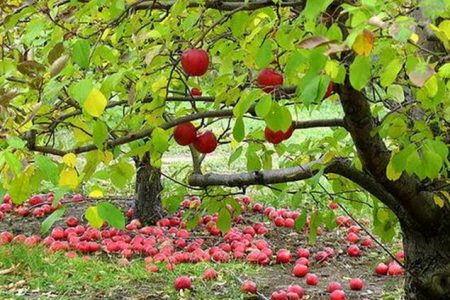 ثبت جشنواره سیب سرتخت در فهرست رویدادهای گردشگری ملی