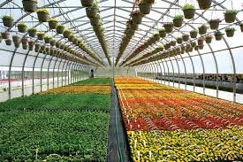 مدیرباغبانی کرمانشاه: توسعه ۱۲۰ هکتاری گلخانه‌ها هدف‌گذاری شده است